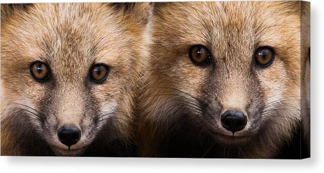 Red Fox Canvas Print featuring the photograph Two Fox Kits by Mindy Musick King