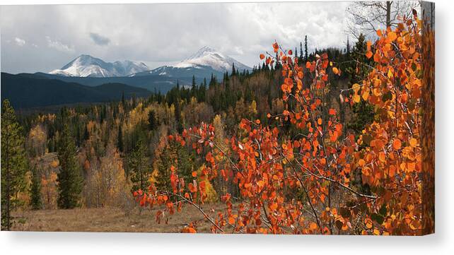 White River National Forest Canvas Print featuring the photograph White River National Forest Autumn Panorama by Cascade Colors