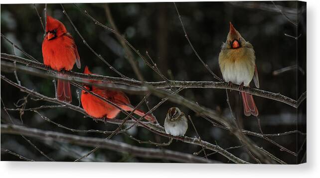 3cardinals And A Sparrow Prints Canvas Print featuring the photograph 3Cardinals and a Sparrow by John Harding