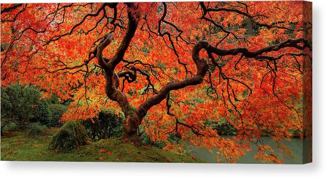 Autumn Colors Canvas Print featuring the photograph Autumn Maple by Don Schwartz