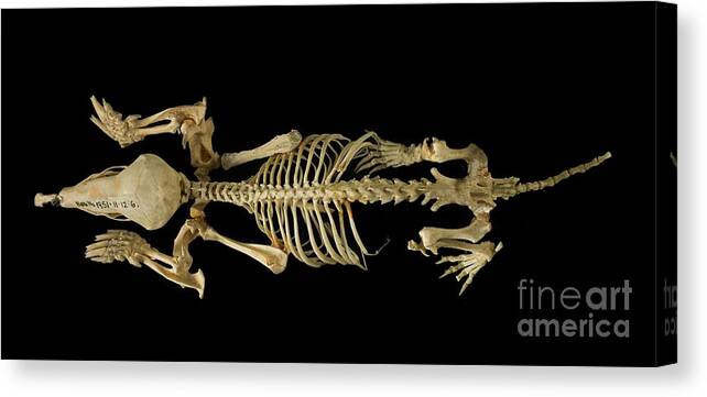Mammal Canvas Print featuring the photograph European Mole Skeleton by Natural History Museum, London/science Photo Library