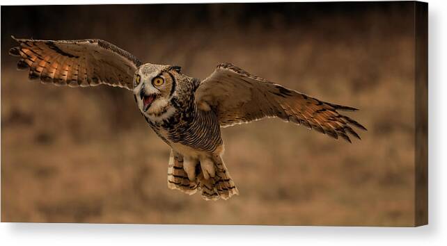 Raptor Canvas Print featuring the photograph Great Horned Owl by Susan Breau