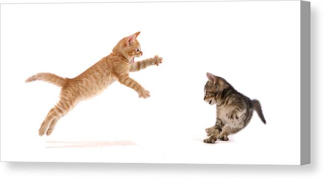 White Background Canvas Print featuring the photograph Kitten Attack by Spxchrome