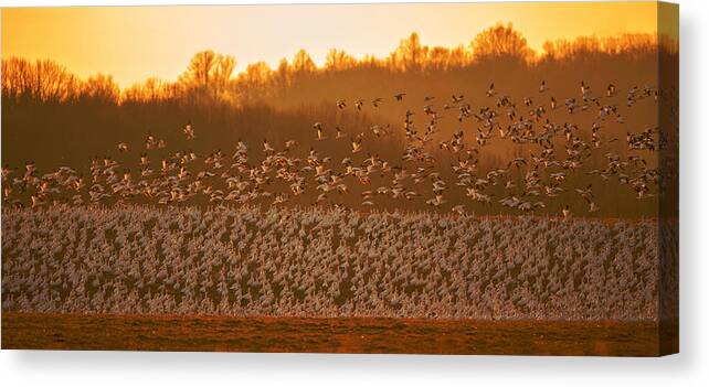 Usa Canvas Print featuring the photograph The Magic Formation In Golden Light by David Hua