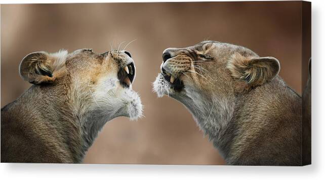 Wildlife Canvas Print featuring the photograph You Understand What I Said Yeah! by Mathilde Guillemot