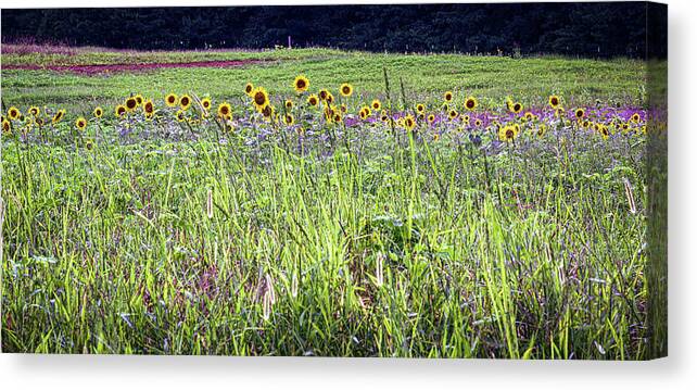 Farm Canvas Print featuring the photograph Sunflowers #1 by Randy Bayne