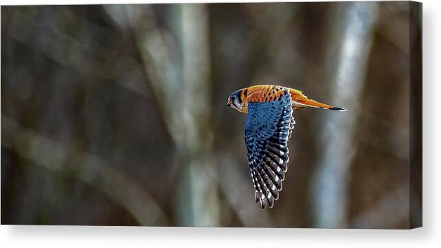 Animal Canvas Print featuring the photograph American Kestrel by Brian Shoemaker