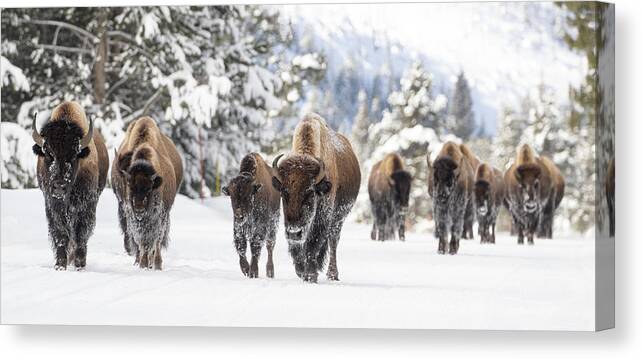 Yellowstone National Park Canvas Print featuring the photograph Bison of Yellowstone by Julie Barrick