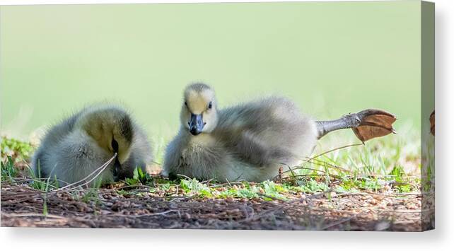 Canada Goslings Canvas Print featuring the photograph Canada Goslings 3491-041322-2 by Tam Ryan