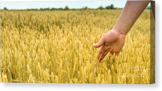 Wheat Canvas Print featuring the photograph Closeup of farmer's hand over wheat by Jelena Jovanovic