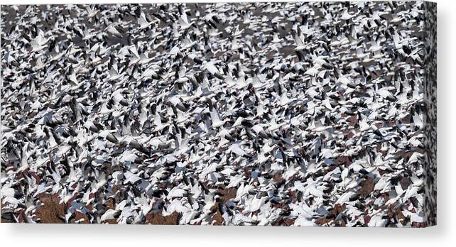 Snow Geese Canvas Print featuring the photograph Controlled Chaos. by Paul Martin
