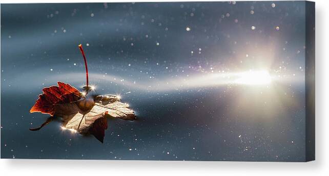 Autumn Canvas Print featuring the photograph Fall Leaf Floating by Rachel Morrison