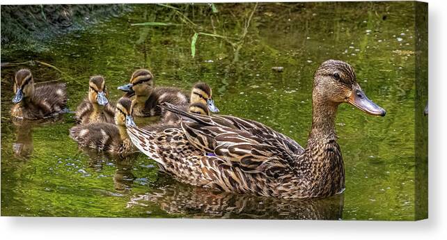 Animals Canvas Print featuring the photograph Mama and Babies by Brian Shoemaker