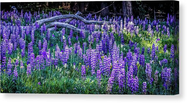  Canvas Print featuring the photograph Mountain Lupine by Laura Terriere