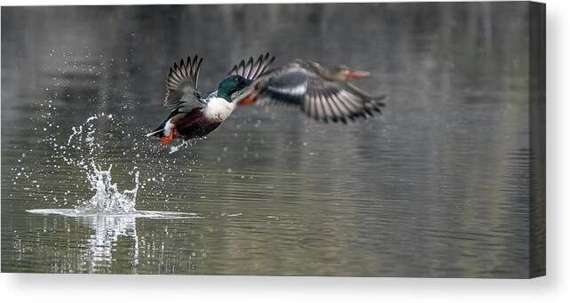 Northern Shoveler Canvas Print featuring the photograph Northern Shoveler 0896-011422-2 by Tam Ryan