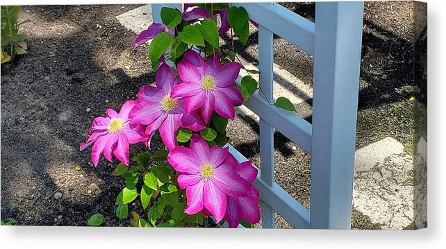 Clematis Flower Canvas Print featuring the photograph Pink Champagne Clematis by Stacie Siemsen