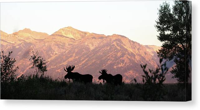 Moose Canvas Print featuring the photograph Silhouette sunrise by Peter Mangolds