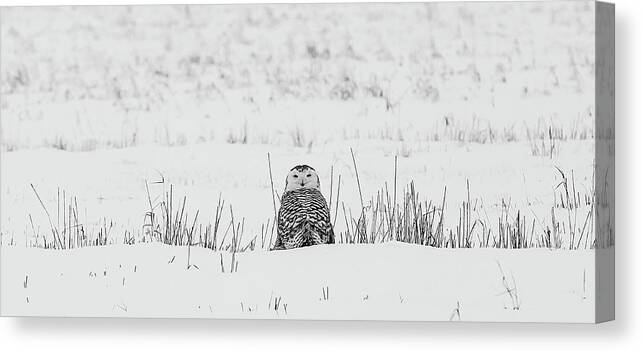 Snowy Owl Canvas Print featuring the photograph Snowy Owl in Snowy Field by Carrie Ann Grippo-Pike