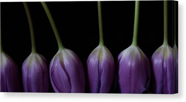 Floral Canvas Print featuring the photograph Tulip 1116 2V by Julie Powell