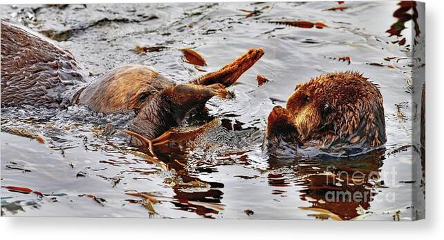 Sea Otter Canvas Print featuring the photograph Watch where are you going by Amazing Action Photo Video