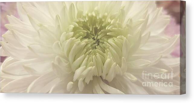 Art Canvas Print featuring the photograph White Dahlia In Softness by Jeannie Rhode