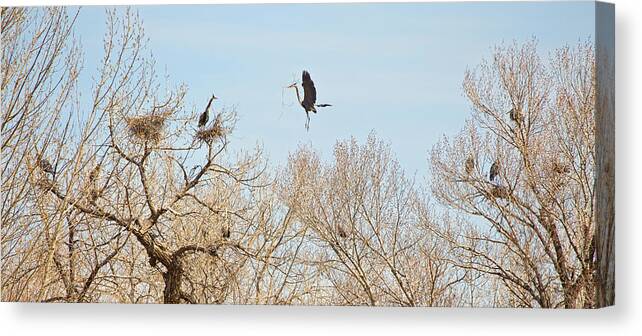 Great Blue Heron Canvas Print featuring the photograph Great Blue Heron Nest Building 3 #1 by James BO Insogna