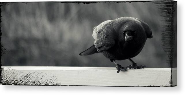 Crow Canvas Print featuring the photograph Crow by Marysue Ryan