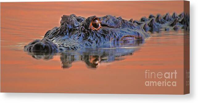 Alligator Canvas Print featuring the photograph Alligator for Florida by Luana K Perez
