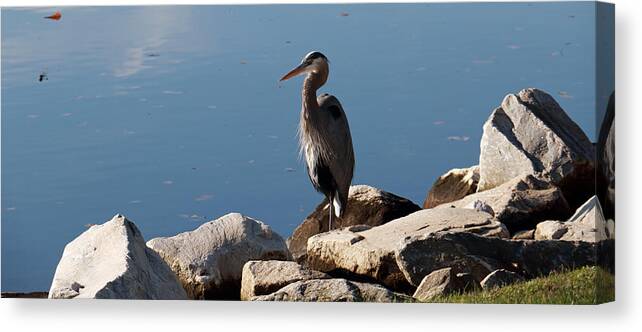 Nature Canvas Print featuring the photograph Resting Heron by Mary Haber