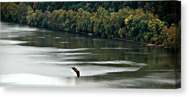 Soaring Canvas Print featuring the photograph Soaring Eagle by Matt Zerbe