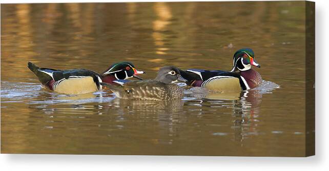 Duck Canvas Print featuring the photograph Trio by Jim E Johnson