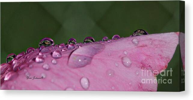 Droplets Canvas Print featuring the photograph Pink Droplets #1 by Yumi Johnson