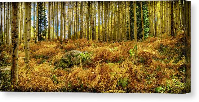Colorado Canvas Print featuring the photograph Aspen and Fern Grove CO_DSC07282-Pano by Greg Kluempers