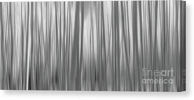 Yellow Aspen Trees Canvas Print featuring the photograph Aspen Trees Abstract Pano BW by Michael Ver Sprill