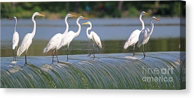 Great White Egret Canvas Print featuring the photograph Egrets at the Dam 3047 by Jack Schultz
