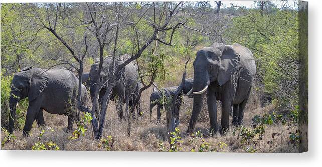 Africa Canvas Print featuring the photograph Elephant Family on the Move by Jeff at JSJ Photography