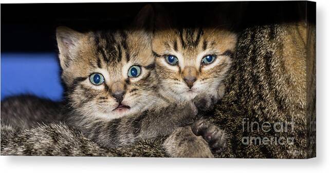 Cats Canvas Print featuring the photograph Kittens In The Shadow by Jennifer White