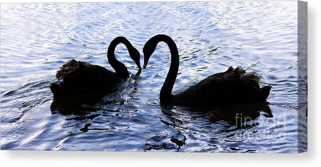Swan Canvas Print featuring the photograph Love Birds On Swan Lake by Jorgo Photography