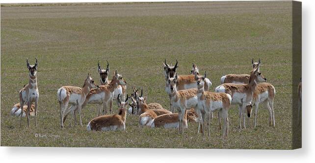 Pronghorns Canvas Print featuring the photograph Pronghorns on Alert by Kae Cheatham