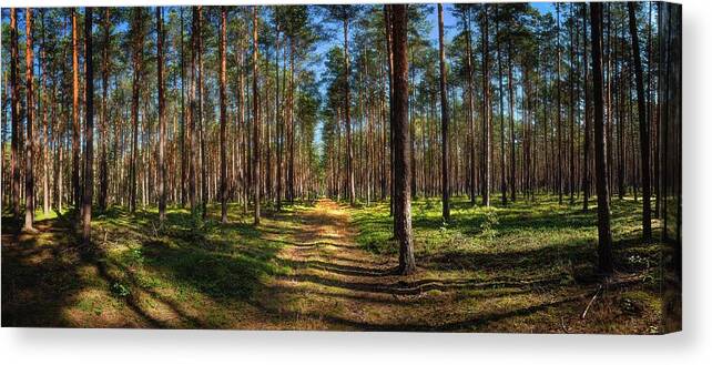 Road Canvas Print featuring the photograph Road Through The Mazovian Woods by Owen Weber