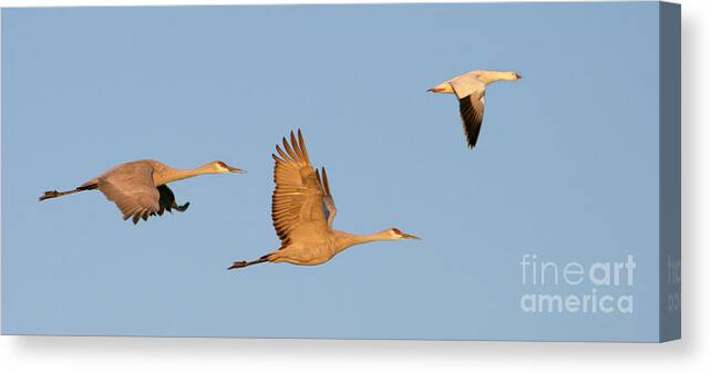 Wildlife Canvas Print featuring the photograph Sandhill Cranes And A Snow Goose by Manuel Presti/science Photo Library