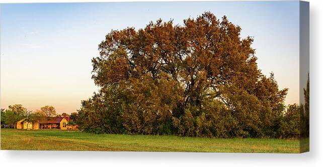 Bosque County Canvas Print featuring the photograph Texas Ranch Oak at Sunset by Ron Long Ltd Photography