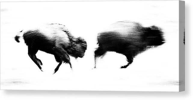 American Bison Canvas Print featuring the photograph Bison in Motion by Max Waugh