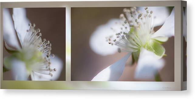 Dewberry Canvas Print featuring the photograph Dewberry by Phil And Karen Rispin