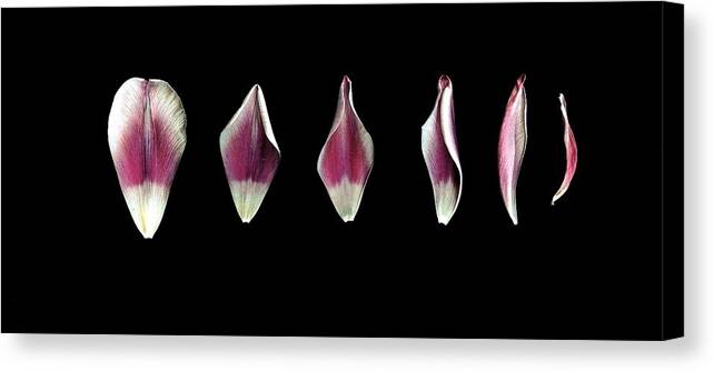 Tulips Canvas Print featuring the photograph Just A Phase by Jennifer Preston