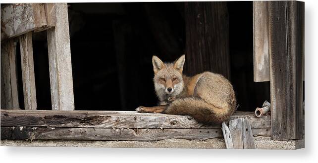 Red Fox Canvas Print featuring the photograph Restful Morning by Everet Regal