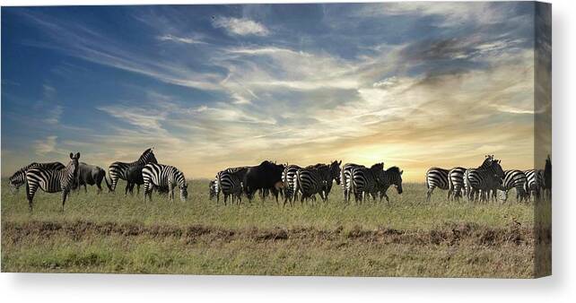 Zebra Canvas Print featuring the photograph The Great Migration by Carolyn Mickulas