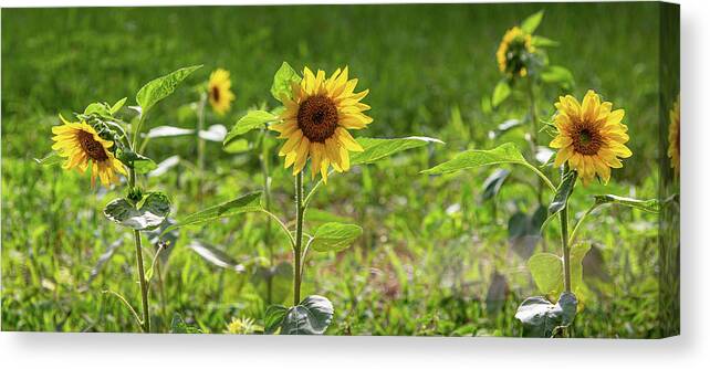 Farm Canvas Print featuring the photograph Tres Amigos Sunflowers by Randy Bayne