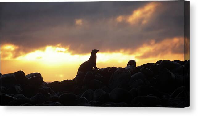Sunset Canvas Print featuring the photograph Sea Lion On Rocky Promontory #1 by Chris Caldicott