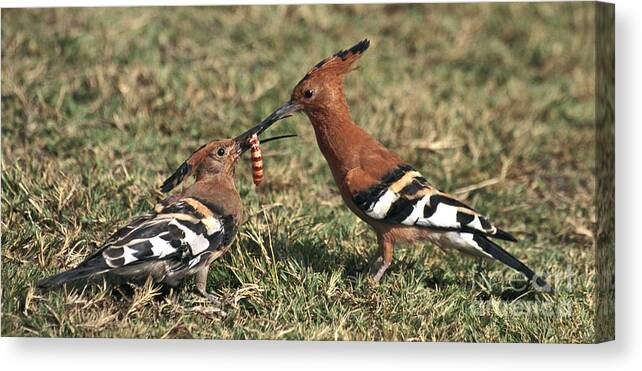 Young Bird Canvas Print featuring the photograph African Hoopoe feeding young by Liz Leyden